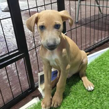 Boston FJ -  Chihuahua and Cattle Dog Dog for Adoption in Austin, Texas - Boston FJ | PetCurious