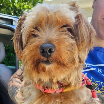 Oscar -  Yorkshire Terrier Dog for Adoption in Gloucester, Virginia - Oscar | PetCurious