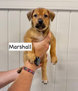 Marshall -  Pit Bull Terrier and Cattle Dog Dog for Adoption in Gilberts, Illinois - Marshall | PetCurious