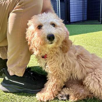 Karly -  Poodle and Mixed Breed Dog for Adoption in Matteson, Illinois - Karly | PetCurious