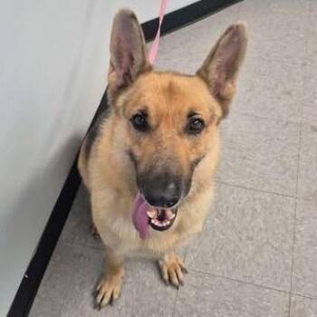 Togo 26-06-183 -  German Shepherd Dog Dog for Adoption in Bastrop, Texas - Togo 26-06-183 | PetCurious