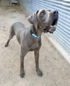 Stealth -  Great Dane Dog for Adoption in Severance, Colorado - Stealth | PetCurious