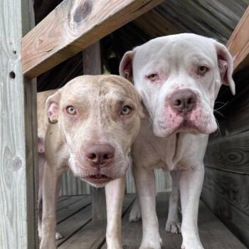 Ginger 2344 -  Mixed Breed Dog for Adoption in Kansas City, Missouri - Ginger 2344 | PetCurious
