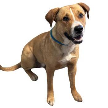 Juliet -  Pit Bull Terrier and Labrador Retriever Dog Available for Adoption in Red Bluff, California - Juliet | PetCurious
