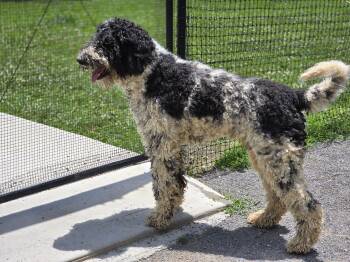 Dudley -  Labradoodle Dog for Adoption in Maynardville, Tennessee - Dudley | PetCurious