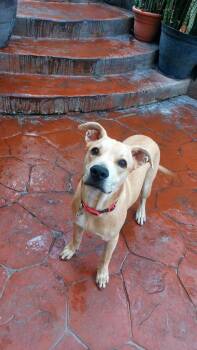 Rescue Mixed Breed Dogs for Adoption in Puyallup, Washington - Kikita | PetCurious