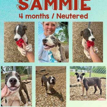 Rescue Pit Bull Terrier Dogs for Adoption in Opelika, Alabama - Sammie | PetCurious
