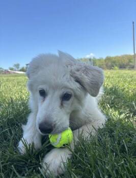 Great Pyrenees Dogs Available for Adoption in Pacific, Missouri - Penelope | PetCurious