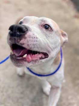 Pit Bull Terrier and Mixed Breed Dogs Available for Adoption - Benji (in Foster) | PetCurious
