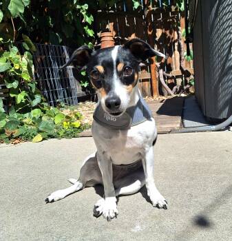 Dollie aka Dahlia -  Jack Russell Terrier and Mixed Breed Dog for Adoption in Severance, Colorado - Dollie Aka Dahlia | PetCurious