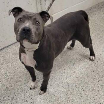 Libby -  Pit Bull Terrier and Mixed Breed Dog for Adoption in Kansas City, Missouri - Libby | PetCurious