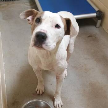 Percy -  Pit Bull Terrier and Mixed Breed Dog for Adoption in Palestine, Texas - Percy | PetCurious