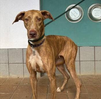 Ginger -  Greyhound and Mixed Breed Dog for Adoption in Honolulu, Hawaii - Ginger | PetCurious
