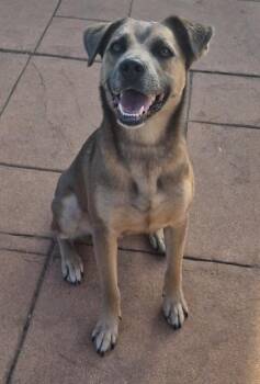 Scout -  Terrier and Mixed Breed Dog for Adoption in Shreveport, Louisiana - Scout | PetCurious