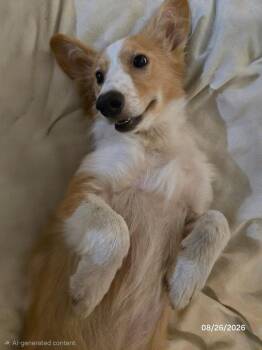 Mackenzie -  Border Collie and Golden Retriever Dog for Adoption in Crocker, Missouri - Mackenzie | PetCurious