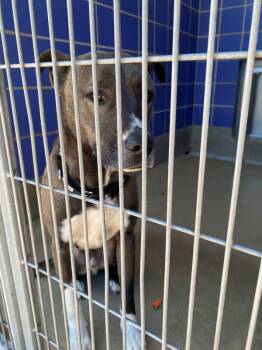 Labrador Retriever Dogs Available for Adoption - Ilya | PetCurious