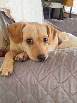 Nalu -  Chihuahua Dog for Adoption in Estes Park, Colorado - Nalu | PetCurious