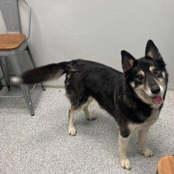 Odin -  Husky and Mixed Breed Dog for Adoption in Monticello, Iowa - Odin | PetCurious