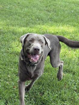 Apollo -  Labrador Retriever Dog for Adoption in South Charleston, Ohio - Apollo | PetCurious