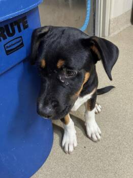 Rescue Pit Bull Terrier Dogs for Adoption in Seguin, Texas - Strudel / Saphire | PetCurious