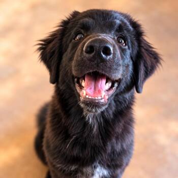 Mookie -  Mixed Breed Dog for Adoption in Otisfield, Maine - Mookie | PetCurious