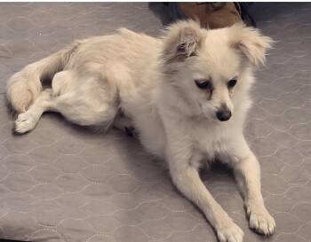 Rescue Pomeranian and Chihuahua Dogs for Adoption in Lancaster, California - Pearl | PetCurious