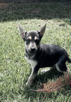 Finn -  Labrador Retriever and German Shepherd Dog Dog for Adoption in Glocester, Rhode Island - Finn | PetCurious
