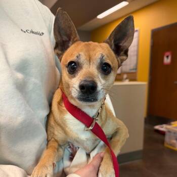 Chihuahua Dogs Available for Adoption in Norman, Oklahoma - Wolfy | PetCurious