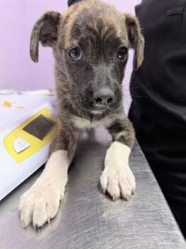 61246387 -  Mixed Breed Dog for Adoption in El Paso, Texas - 61246387 | PetCurious