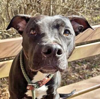 Mixed Breed Dogs Available for Adoption - Pearl | PetCurious