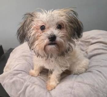 Mocha -  Miniature Poodle and Yorkie Poo Dog for Adoption in Manvel, Texas - Mocha | PetCurious
