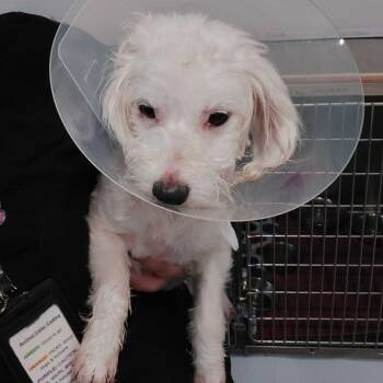 Cloud -  Havanese and Mixed Breed Dog for Adoption in Lake Havasu City, Arizona - Cloud | PetCurious