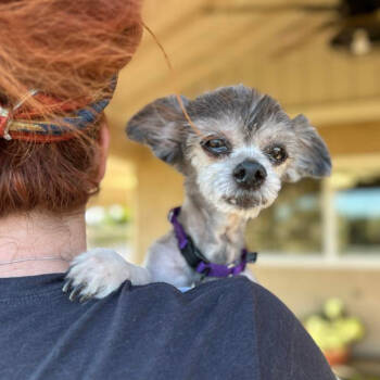 Rescue Pomeranian Dogs for Adoption in Ramona, California - Pola | PetCurious