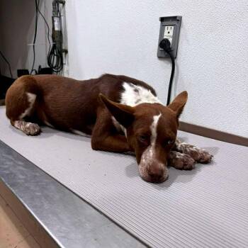 Australian Kelpie Dogs Available for Adoption in Buchanan Dam, Texas - Bell | PetCurious