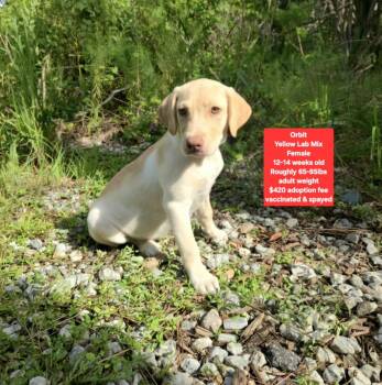 Orbit -  Yellow Labrador Retriever Dog for Adoption in Oviedo, Florida - Orbit | PetCurious