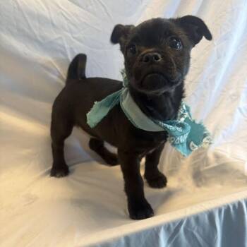 Dash -  Mixed Breed Dog for Adoption in Canal Winchester, Ohio - Dash | PetCurious