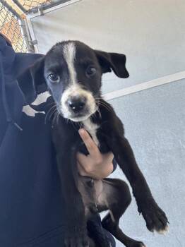 Rescue Pit Bull Terrier Dogs for Adoption in Baytown, Texas - DONNIE | PetCurious