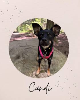 Chihuahua and Terrier Dogs Available for Adoption in Coquitlam, British Columbia - CANDI | PetCurious
