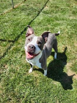 Rescue Dogo Argentino Dogs for Adoption in Caro, Michigan - Roxy | PetCurious