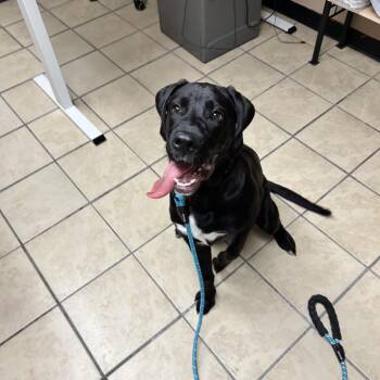 Golden Retriever and Boxer Dogs Available for Adoption in Newport, North Carolina - Zayn | PetCurious