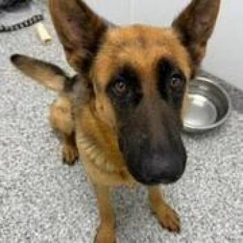 Sassy -  German Shepherd Dog Dog for Adoption in Kingman, Kansas - Sassy | PetCurious