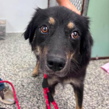 Judy Geller -  Mixed Breed Dog for Adoption in Fredericksburg, Virginia - Judy Geller | PetCurious
