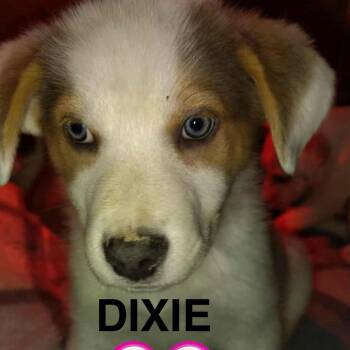 Labrador Retriever and Australian Shepherd Dogs Available for Adoption - Dixie | PetCurious