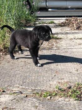 Labrador Retriever and Catahoula Leopard Dog Dogs Available for Adoption in Salisbury, Maryland - Sweetdee | PetCurious