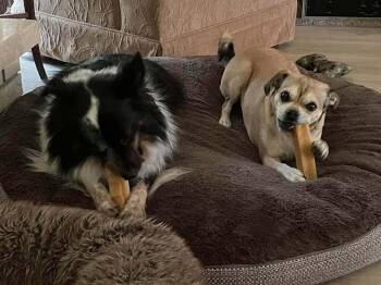 Sadie -  Pug and Chihuahua Dog for Adoption in Eagle, Idaho - Sadie | PetCurious