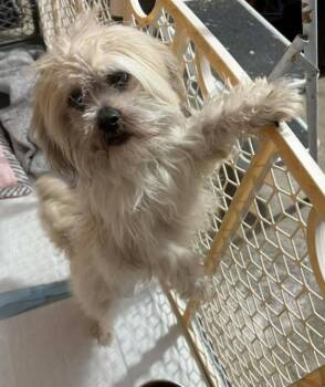 Shih Tzu Dogs Available for Adoption - Leo In TX | PetCurious