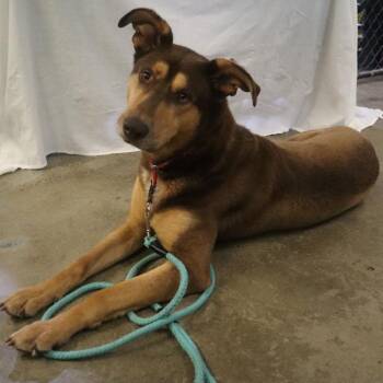 Shepherd and Doberman Pinscher Dogs Available for Adoption - Kipper - Paws Behind Bars Prison Trained | PetCurious