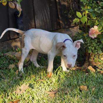 Rescue Pit Bull Terrier Dogs for Adoption in Dallas, Texas - Sabrina | PetCurious