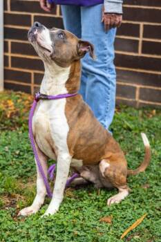 Mixed Breed Dogs Available for Adoption in Chamblee, Georgia - Durk | PetCurious