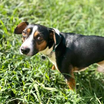 Pirate King -  Mixed Breed and Beagle Dog for Adoption in Fredericksburg, Virginia - Pirate King | PetCurious